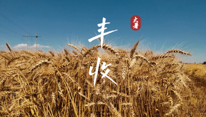 大暑 | 風吹麥浪！生態(tài)人迎來小麥大豐收！